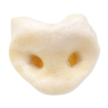 Rypáček vepřový bílý 50ks-KS