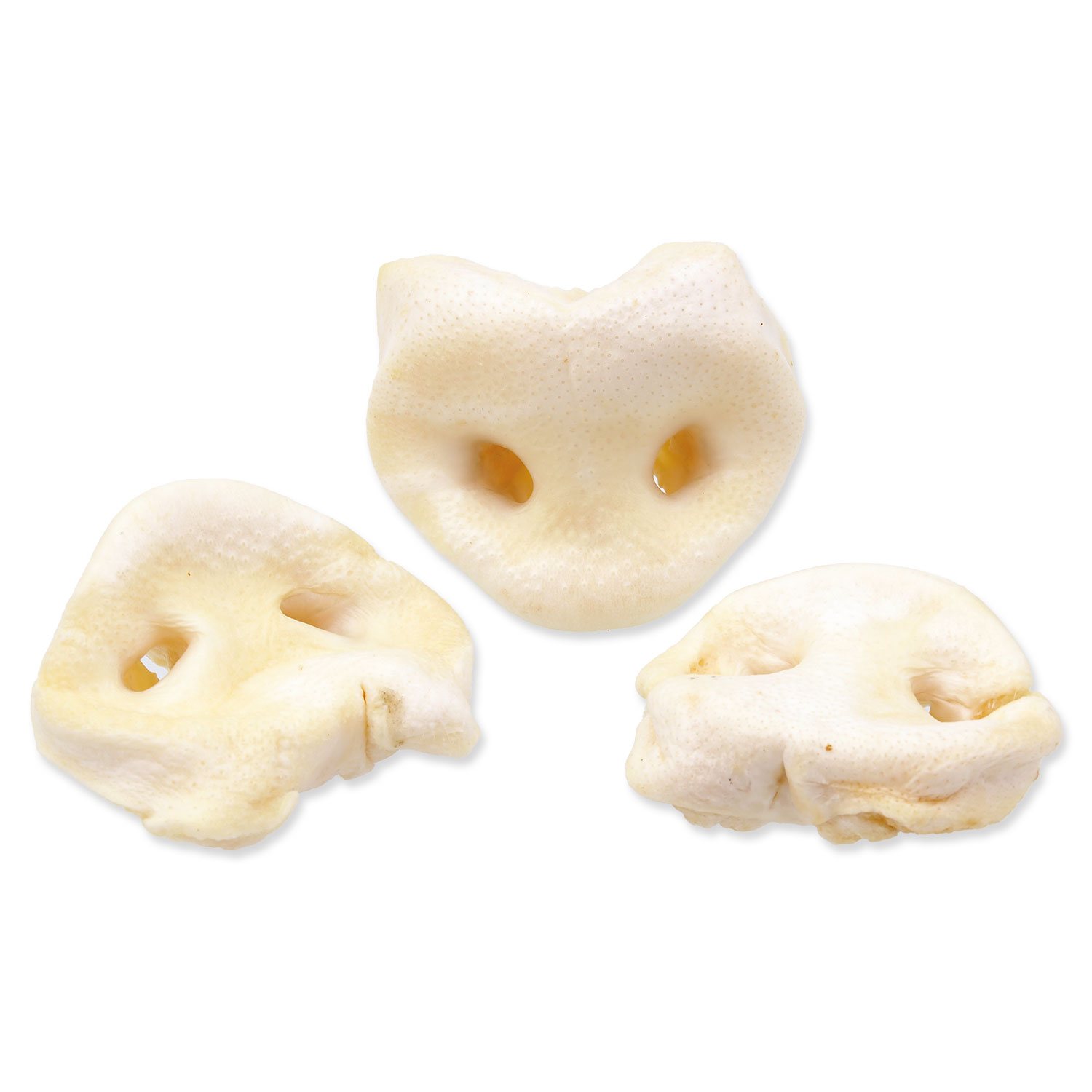 Rypáček vepřový bílý 50ks-KS