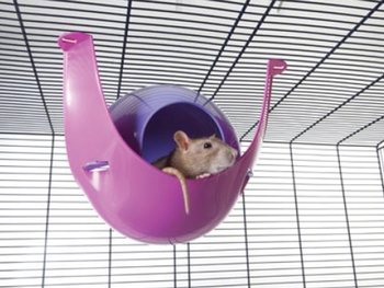 Domek Savic plast Sputnik 29x26x19cm-KS