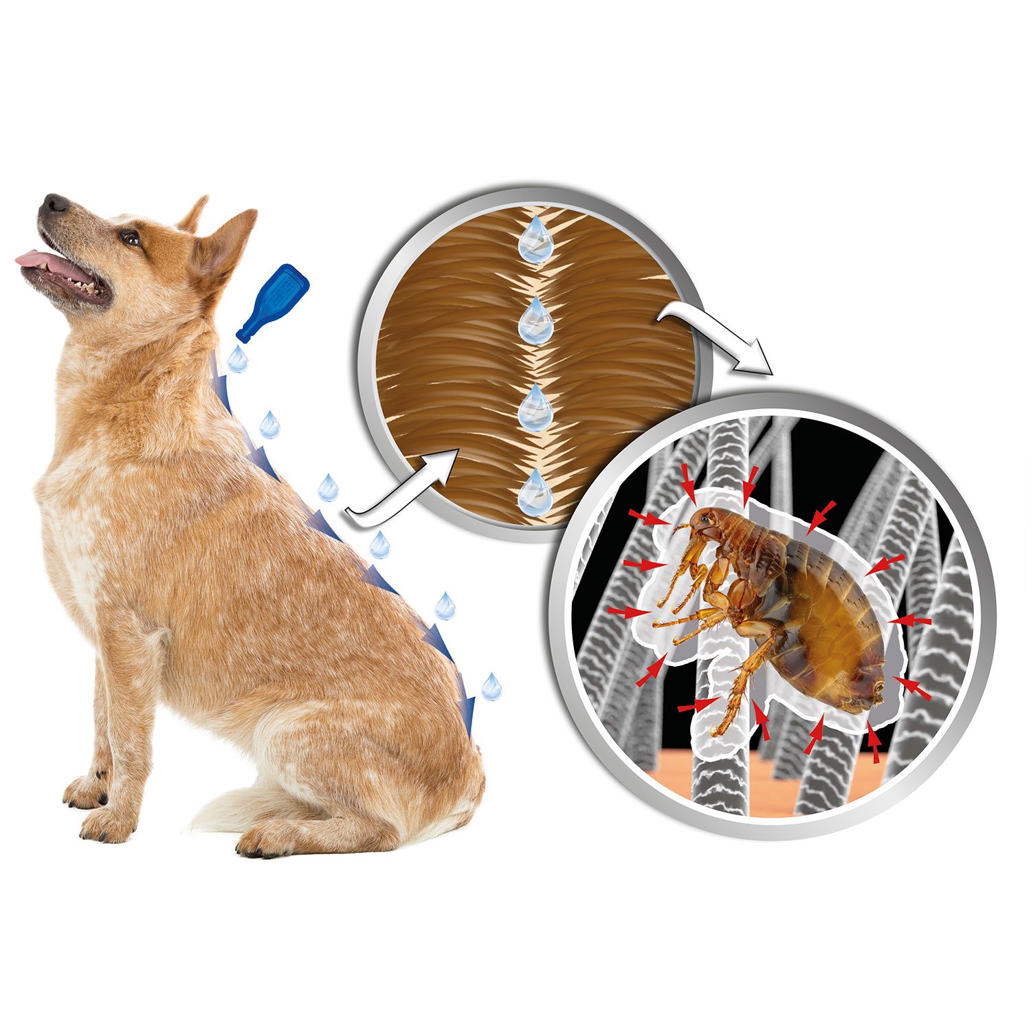 Pipeta Beaphar Line-on IMMO Shield pes M 3x3ml-KS