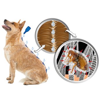 Pipeta Beaphar Line-on IMMO Shield pes M 3x3ml-KS