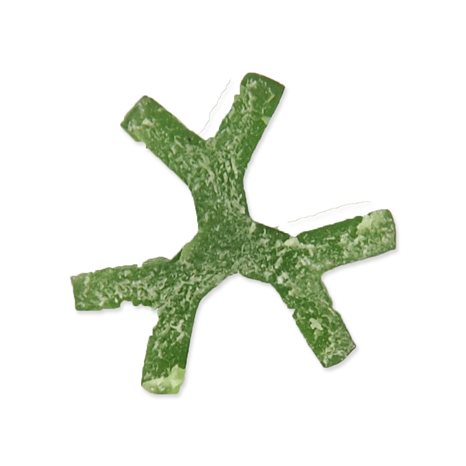 Displej Dentosaurus tyčinka s chlorofylem S 10cm 160ks-KS