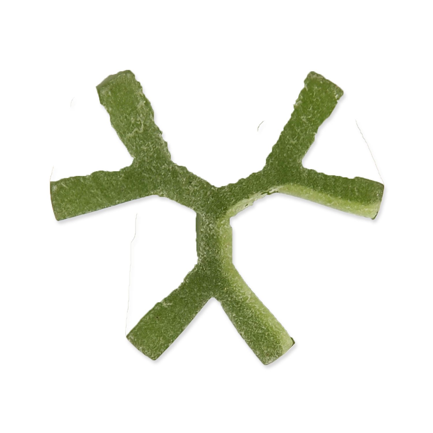 Displej Dentosaurus tyčinka s chlorofylem L 21cm 20ks-KS