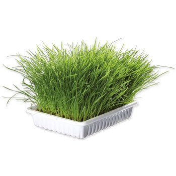 Tráva Trixie miska pro koťata 100g-KS