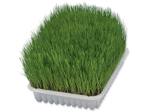 Tráva Trixie miska pro koťata 100g-KS