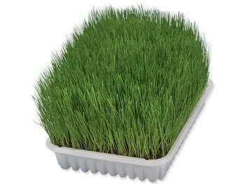 Tráva Trixie miska pro koťata 100g-KS